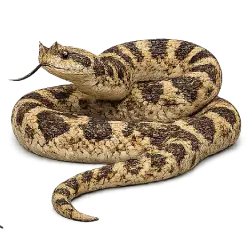 Madagascar Hognose Snake (Leioheterodon madagascariensis) featured animal image on AnimalDex