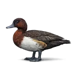 Madagascar Pochard (Aythya innotata) featured animal image on AnimalDex