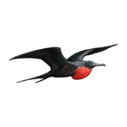 Magnificent Frigatebird (Fregata magnificens) featured animal image on AnimalDex