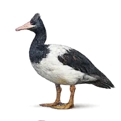 Magpie Goose (Anseranas semipalmata) featured animal image on AnimalDex