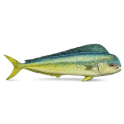 Mahi-mahi (Coryphaena hippurus) featured animal image on AnimalDex