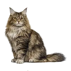 Maine Coon Cat (Felis catus (Maine Coon breed line)) thumbnail image on AnimalDex