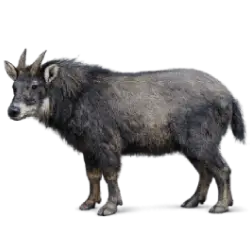 Mainland Serow (Capricornis sumatraensis) featured animal image on AnimalDex