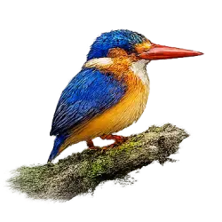 Malachite Kingfisher (Corythornis cristatus) featured animal image on AnimalDex