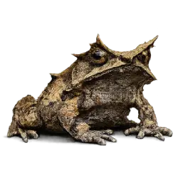 Malayan Horned Frog (Megophrys nasuta) thumbnail image on AnimalDex
