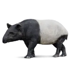 Malayan Tapir (Tapirus indicus) featured animal image on AnimalDex