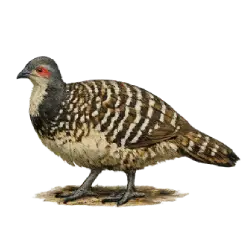 Malleefowl animal lesson image on AnimalDex