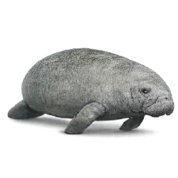 Manatee (Trichechus manatus) featured animal image on AnimalDex
