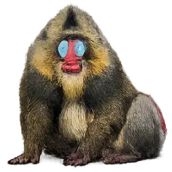 Mandrill (Mandrillus sphinx) featured animal image on AnimalDex