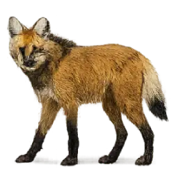 Maned Wolf (Chrysocyon brachyurus) featured animal image on AnimalDex