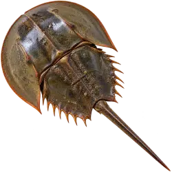 Mangrove Horseshoe Crab (Carcinoscorpius rotundicauda) thumbnail image on AnimalDex