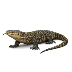 Mangrove Monitor (Varanus indicus) featured animal image on AnimalDex