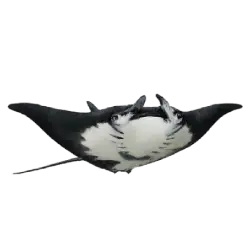 Manta Ray (Mobula birostris) featured animal image on AnimalDex