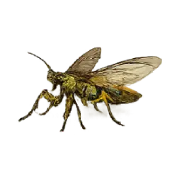 Mantidfly (Climaciella brunnea) featured animal image on AnimalDex