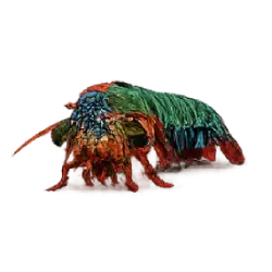 Mantis Shrimp (Stomatopoda) featured animal image on AnimalDex