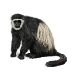 Mantled Guereza (Colobus guereza) featured animal image on AnimalDex
