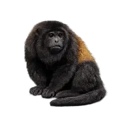 Mantled Howler Monkey (Alouatta palliata) featured animal image on AnimalDex