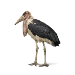 Marabou Stork (Leptoptilos crumenifer) featured animal image on AnimalDex