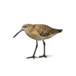 Marbled Godwit (Limosa fedoa) featured animal image on AnimalDex