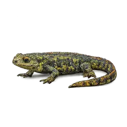 Marbled Newt (Triturus marmoratus) featured animal image on AnimalDex