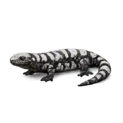 Marbled Salamander (Ambystoma opacum) featured animal image on AnimalDex