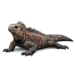Marine Iguana (Amblyrhynchus cristatus) featured animal image on AnimalDex