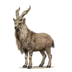 Markhor (Capra falconeri) featured animal image on AnimalDex