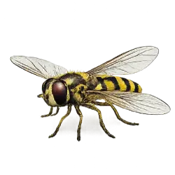 Marmalade Hoverfly (Episyrphus balteatus) thumbnail image on AnimalDex