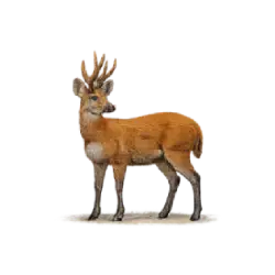 Marsh Deer animal lesson image on AnimalDex