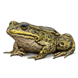 Marsh Frog (Pelophylax ridibundus) featured animal image on AnimalDex