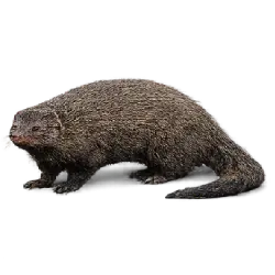 Marsh Mongoose (Atilax paludinosus) featured animal image on AnimalDex