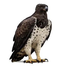 Martial Eagle (Polemaetus bellicosus) featured animal image on AnimalDex