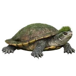 Mary River Turtle (Elusor macrurus) featured animal image on AnimalDex