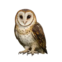 Masked Owl (Tyto novaehollandiae) featured animal image on AnimalDex