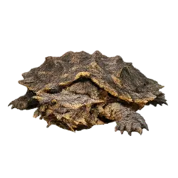 Mata Mata (Chelus fimbriata) featured animal image on AnimalDex