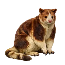 Matschie's Tree Kangaroo (Dendrolagus matschiei) featured animal image on AnimalDex