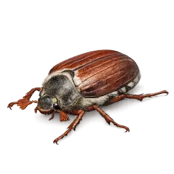 May Beetle