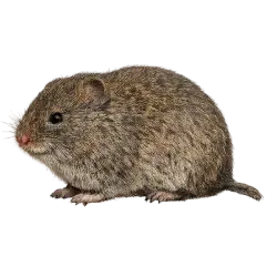 Meadow Vole lesson from nature