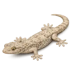 Mediterranean House Gecko (Hemidactylus turcicus) thumbnail image on AnimalDex