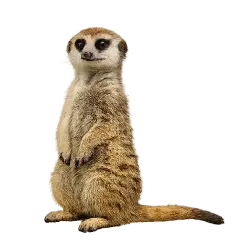 Meerkat (Suricata suricatta) thumbnail image on AnimalDex