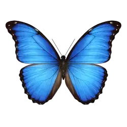 Menelaus Blue Morpho animal lesson image on AnimalDex