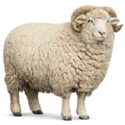 Merino Sheep animal lesson image on AnimalDex