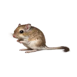 Merriam's Kangaroo Rat animal lesson image on AnimalDex