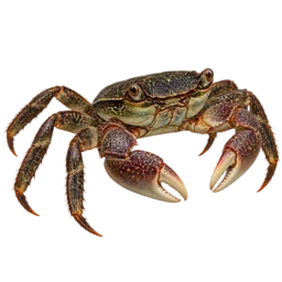 Mangrove Crab (Metopograpsus messor) thumbnail image on AnimalDex