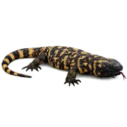 Mexican Beaded Lizard (Heloderma horridum) featured animal image on AnimalDex
