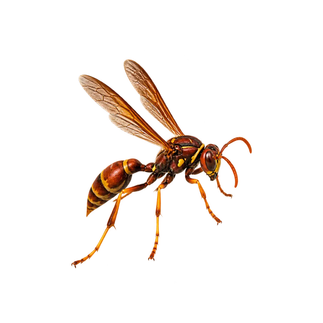Mexican Paper Wasp (Polistes instabilis) thumbnail image on AnimalDex