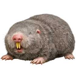 Middle East Blind Mole-rat animal lesson image on AnimalDex