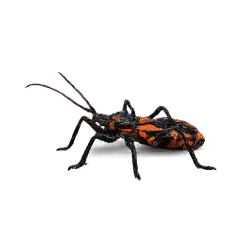 Milkweed Assassin Bug animal lesson image on AnimalDex