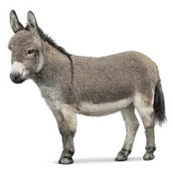 Miniature Mediterranean Donkey animal lesson image on AnimalDex