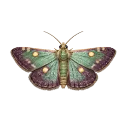 Mint Moth animal lesson image on AnimalDex